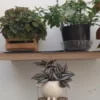 Swing Face Wall Pot