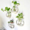 1 Plant Terrarium Wall-Hanging Glass