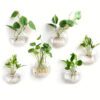 2 Plant Terrarium Wall-Hanging Glass