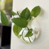 5 Plant Terrarium Wall-Hanging Glass