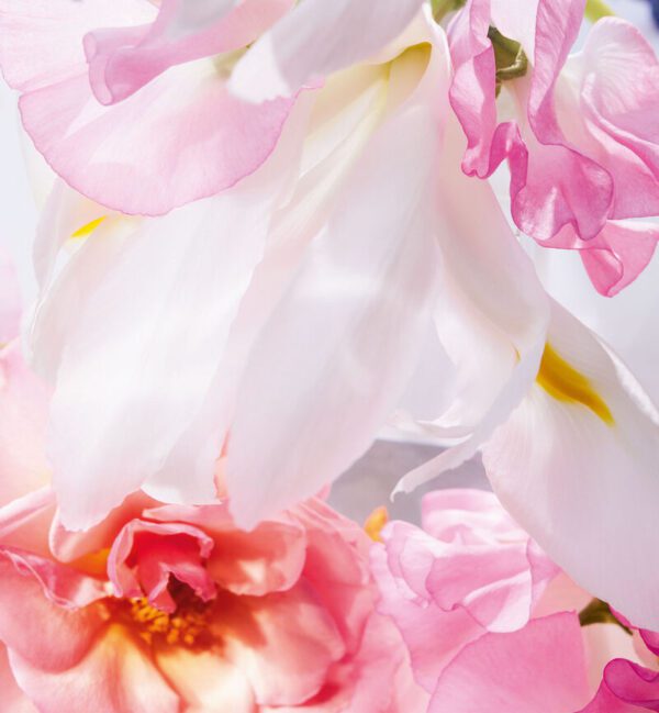 Y0996347_C099600764_E03_GHC Miss Dior Perfume