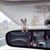 3 Little Cat Car Ornaments