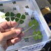 Lucky Clover Bookmarks Set